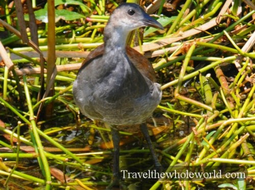 South Carolina Bird