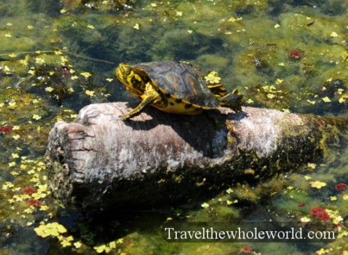 South Carolina Painted Turtle