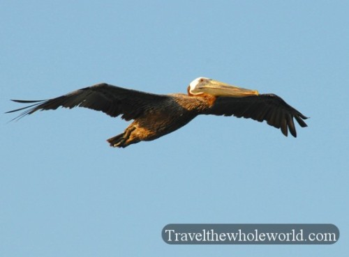 South Carolina Pelican