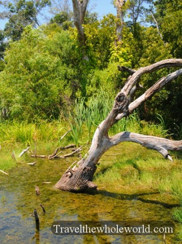 South Carolina Swamp