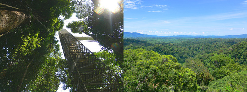 Temburong