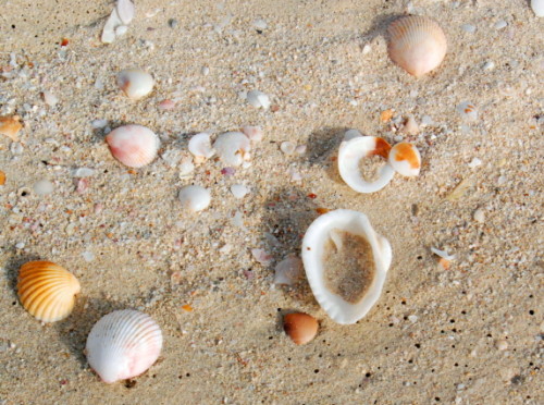 UAE Dubai Seashells