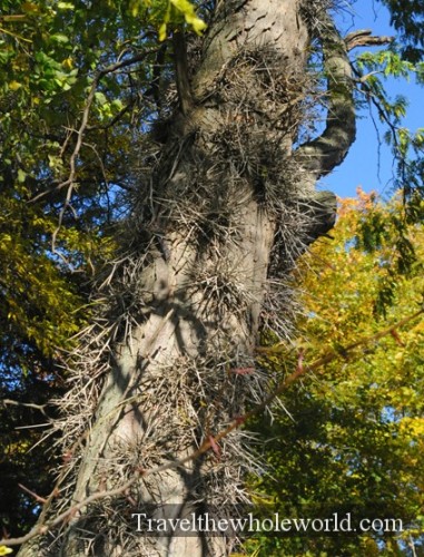 Vermont Spiky Tree