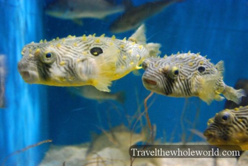 Virginia Beach Aquarium Puffer Fish