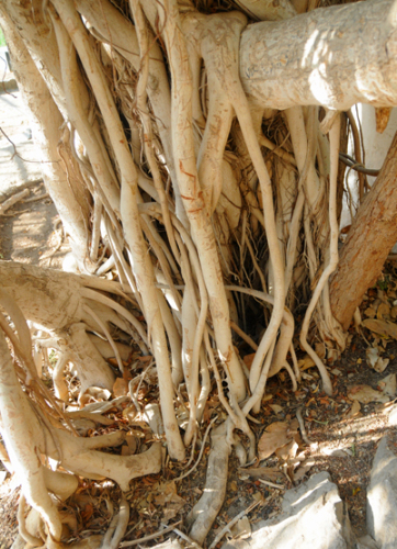 Yemen Aden Plant Tree Roots
