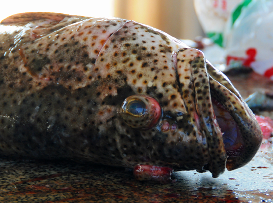 Yemen Aden Seafood Market Fish
