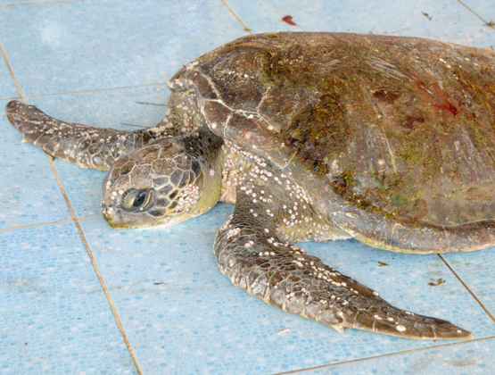 Yemen Aden Seafood Market Turtle