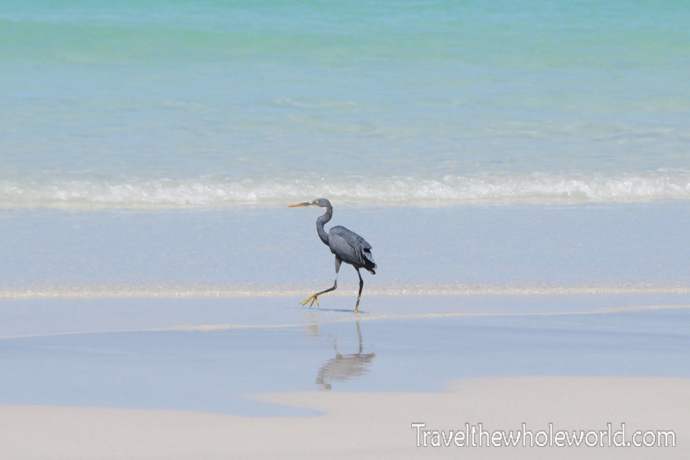 Yemen-Socotra-Bird-Beach