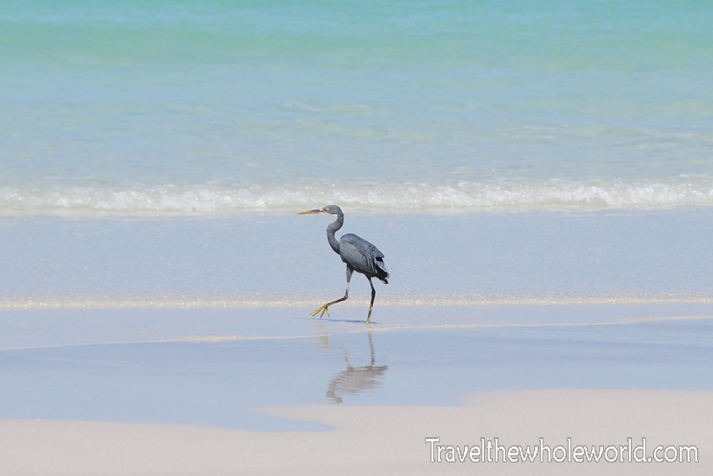 Bird on the beach in Socotra