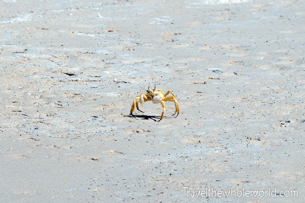 Crab on the beach in Socotra