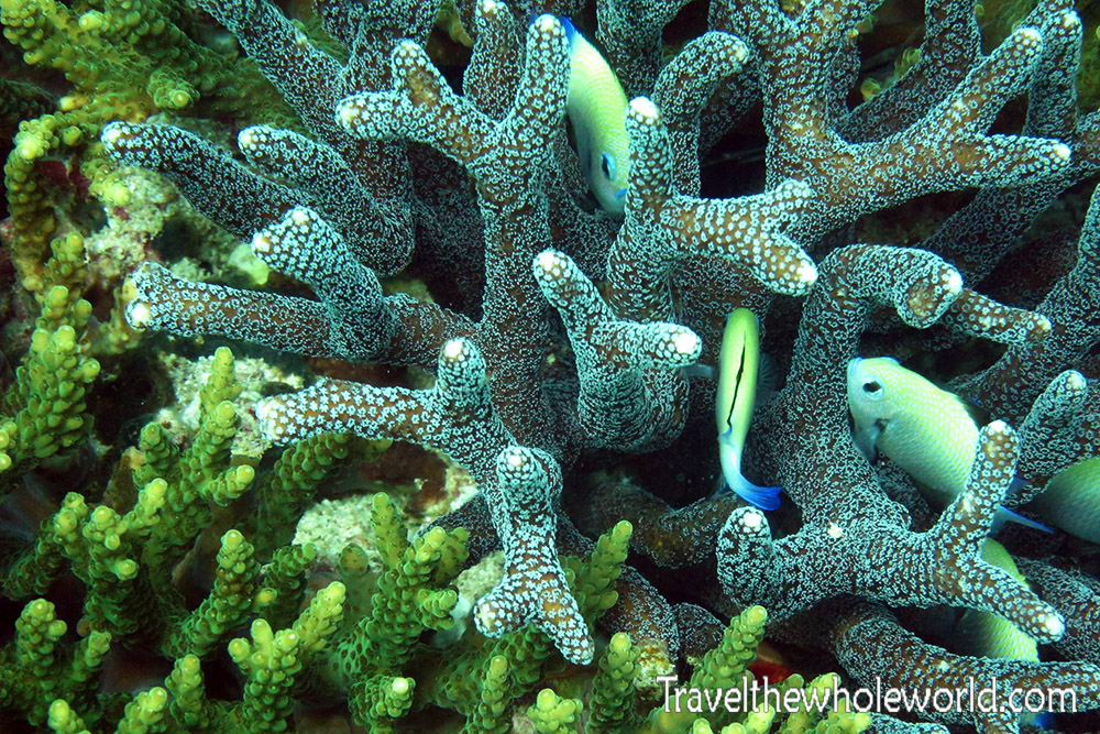Fish swimming around coral in Socotra