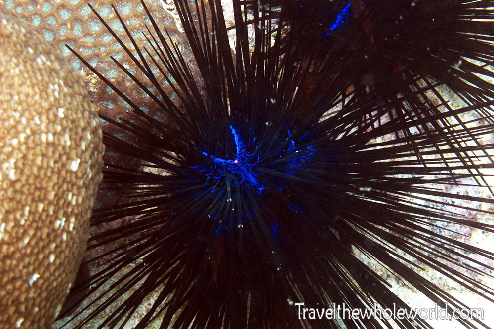 Blue spiky coral while diving in Socotra