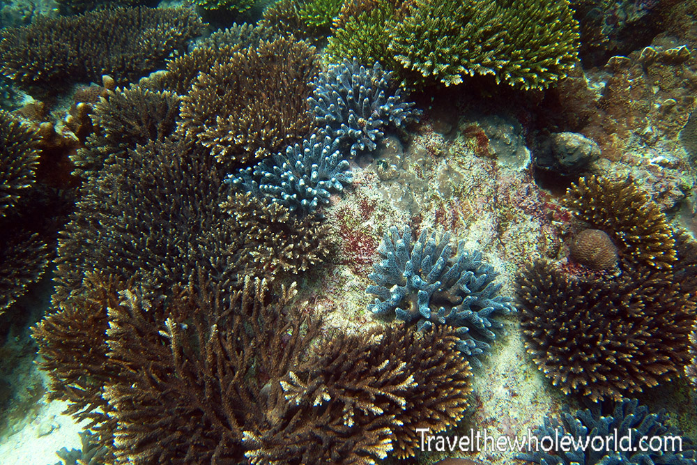 Coral while diving in Socotra