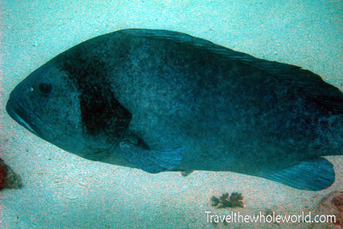 Yemen-Socotra-Diving-Fish-Big