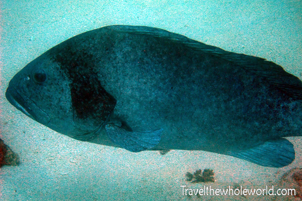 Large fish while diving in Socotra