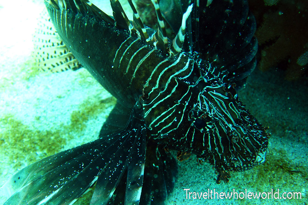 Lionfish while diving in Socotra