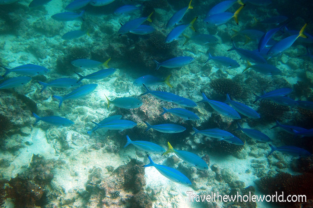 School of fish while diving in Socotra