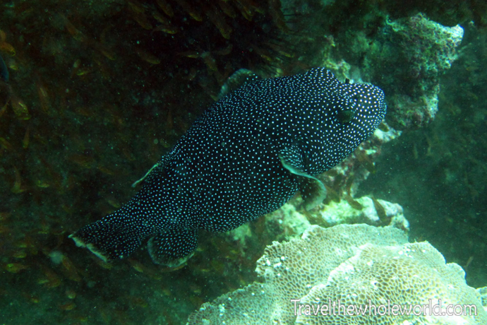 Yemen-Socotra-Diving-Fish-Spotted