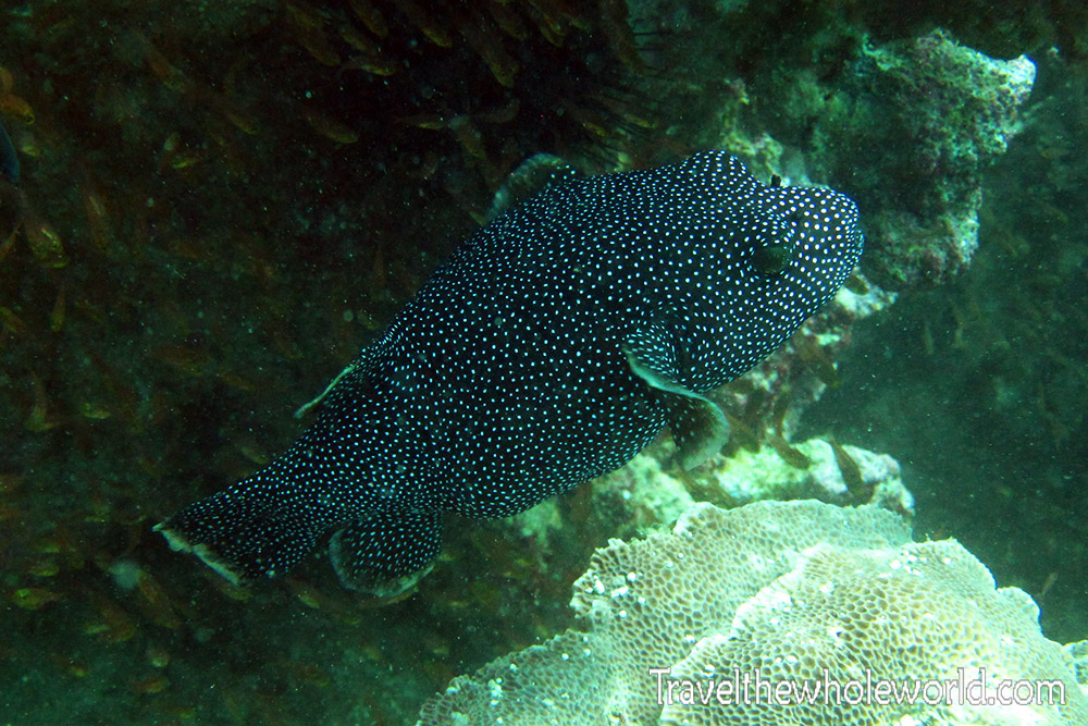 Spotted fish while diving in Socotra