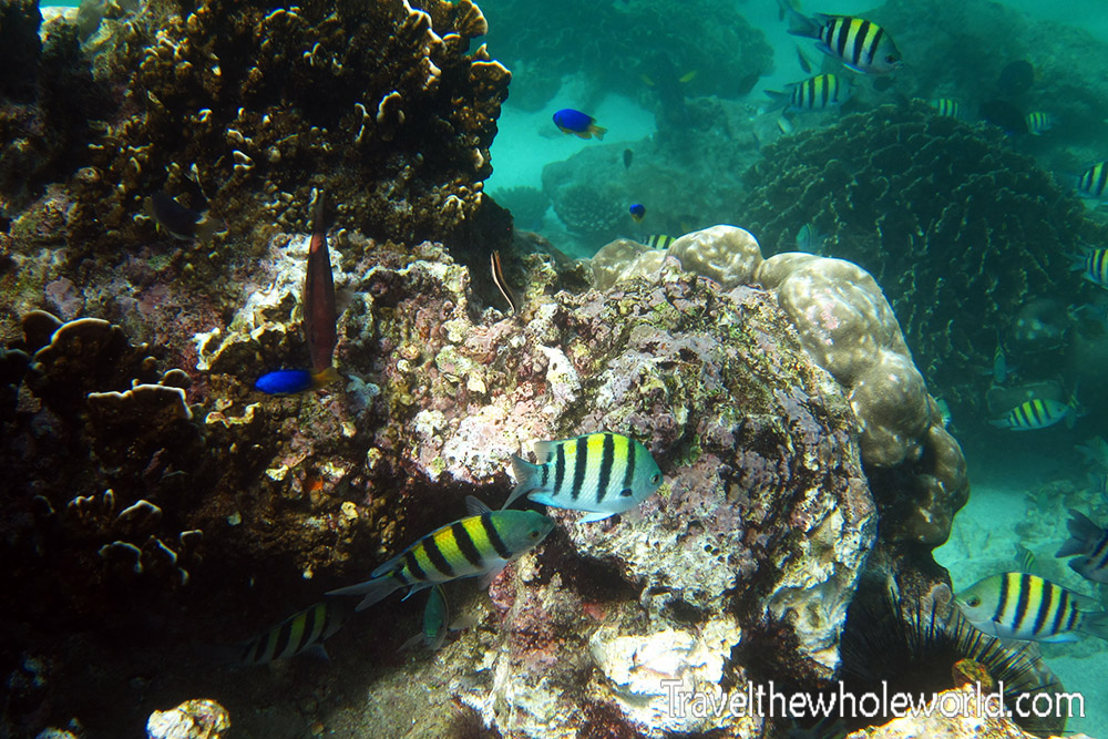Yellow fish while diving in Socotra