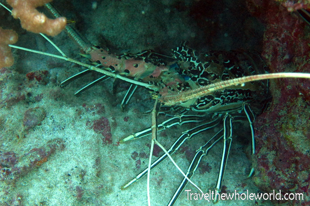 Lobster while diving in Socotra