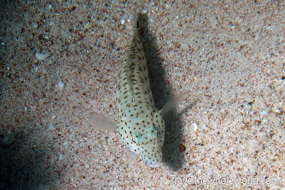 Rockfish while diving in Socotra