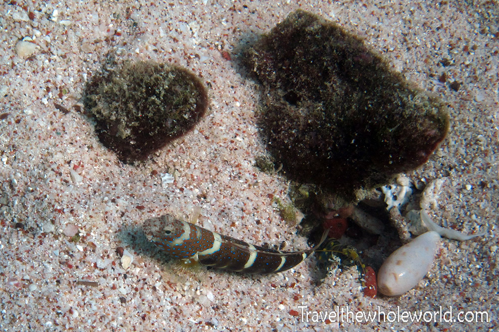 Rockfish underwater in Socotra
