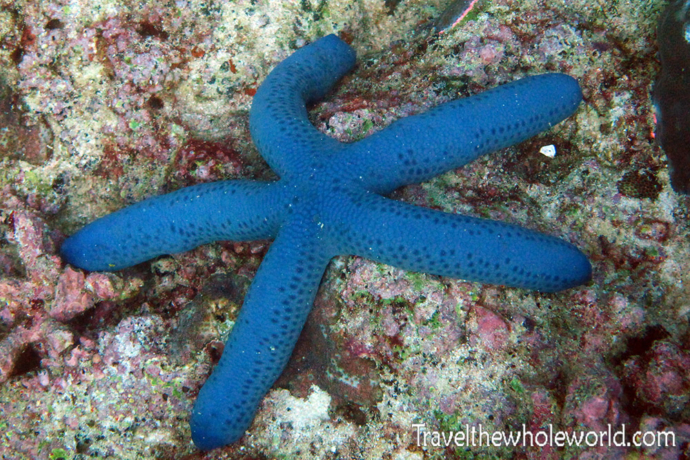 Yemen-Socotra-Diving-Starfish