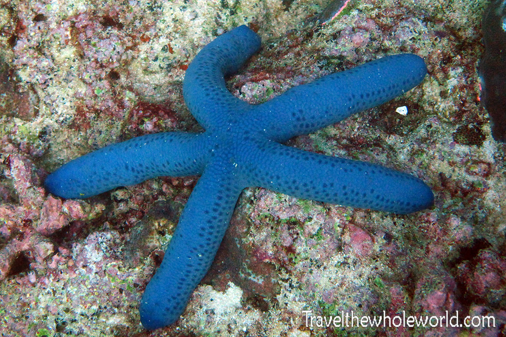 Starfish underwater in Socotra