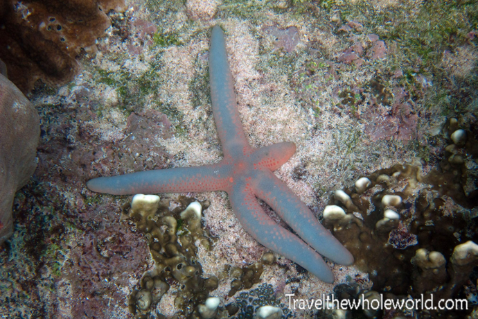 Yemen-Socotra-Diving-Starfish2