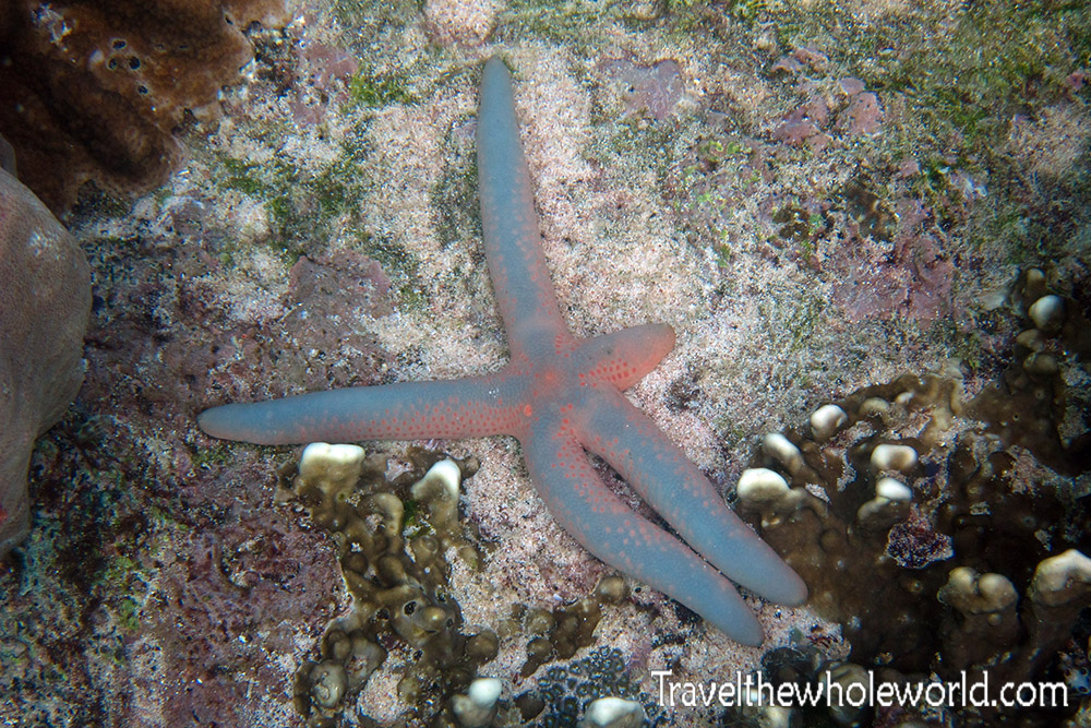 Starfish while diving in Socotra