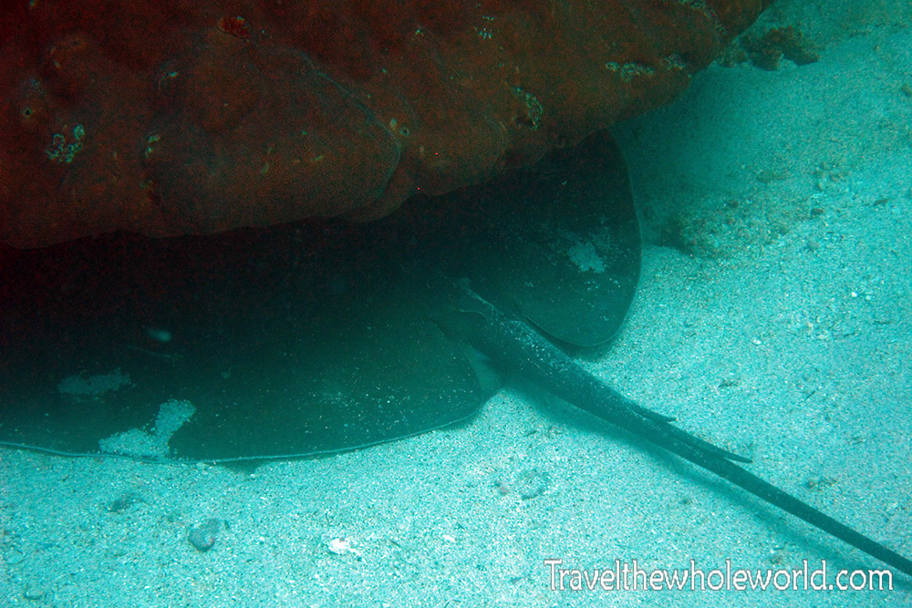 Stingray while diving in Socotra