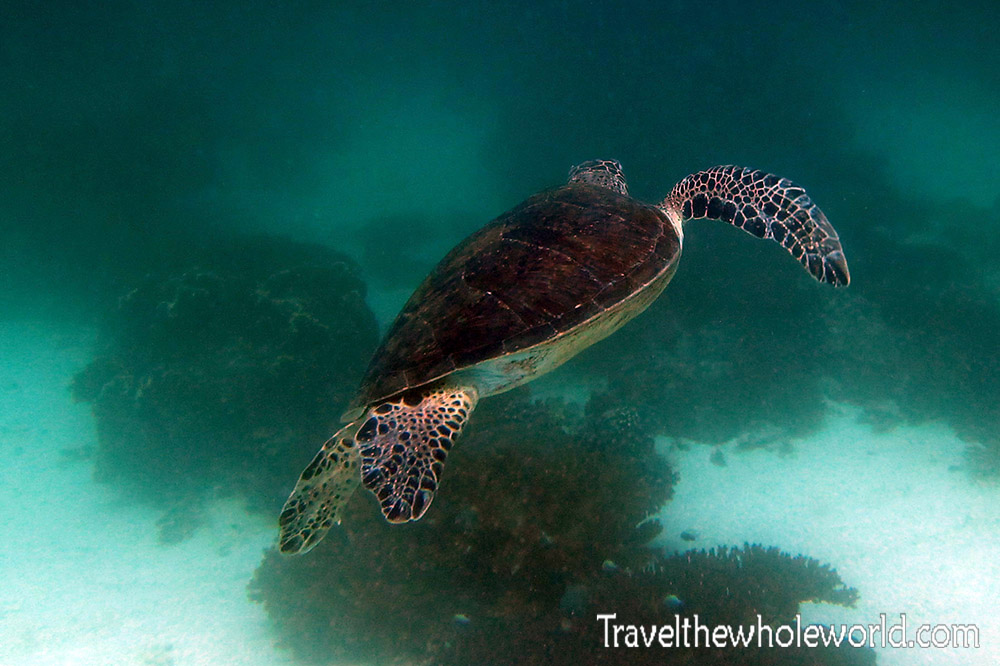 Sea turtle while diving in Socotra