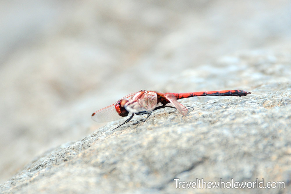 Dragonfly in Socotra