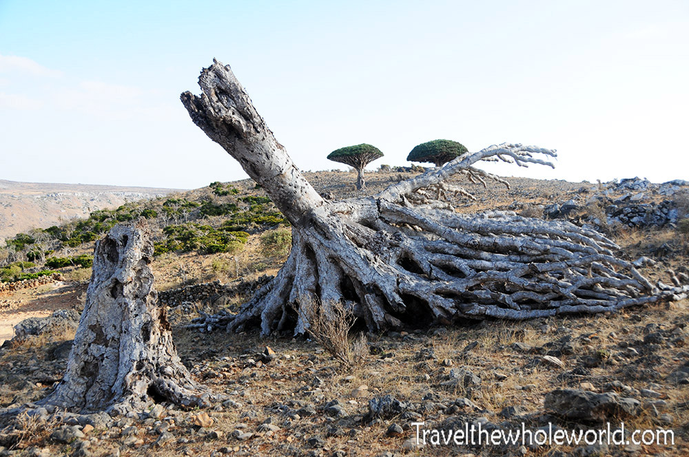 Fallen dragon blood tree in Socotra