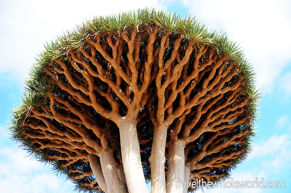 Under a dragon blood tree in Socotra