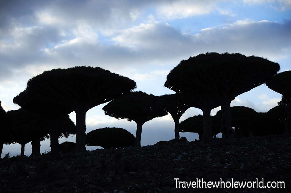 Dragon blood trees at night in Socotra