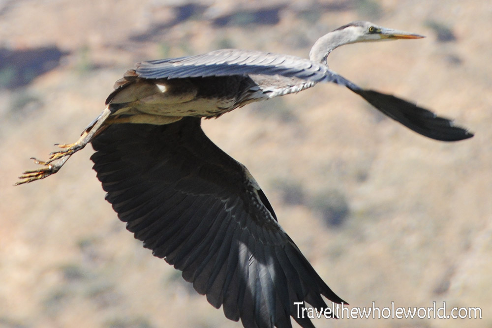 Heron in Socotra