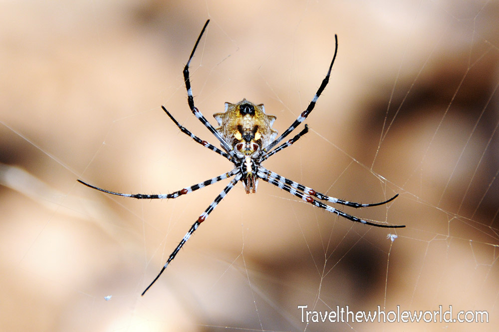 Spider in Socotra