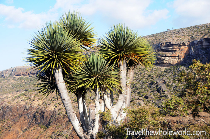 Yemen Socotra Young Dragon Trees