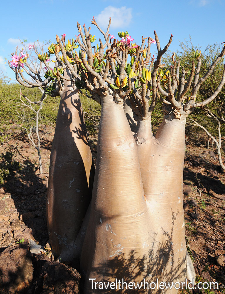 Flowering plant in Socotra