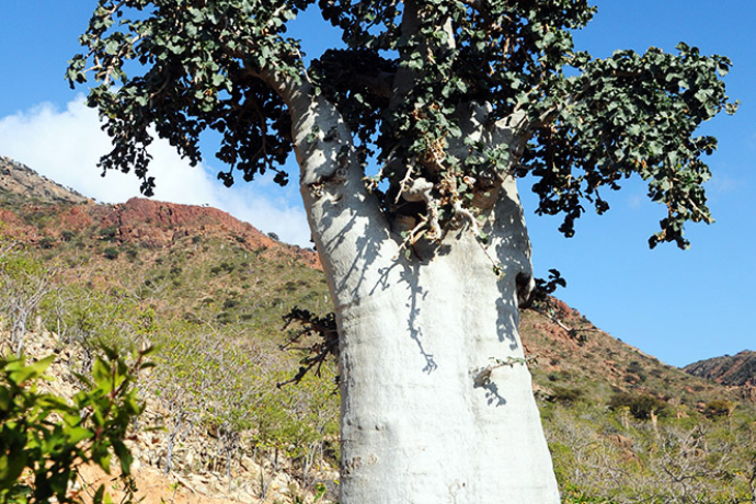 Yemen Socotra Tree Giant Cucumber Tree