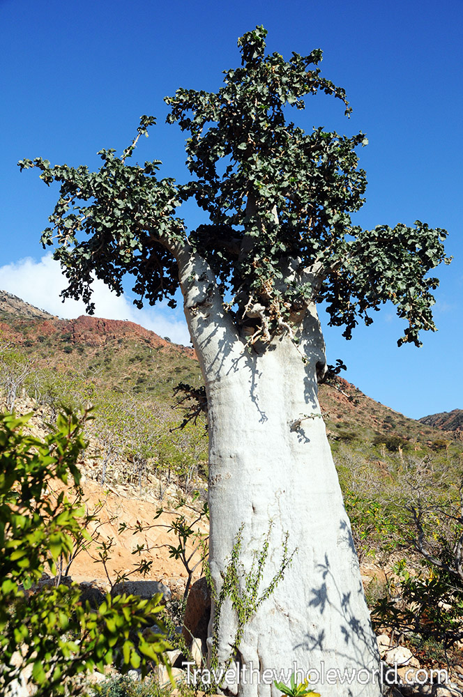 Giant cucumber tree in Socotra