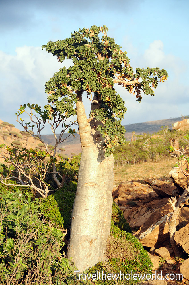 Large cucumber tree in Socotra
