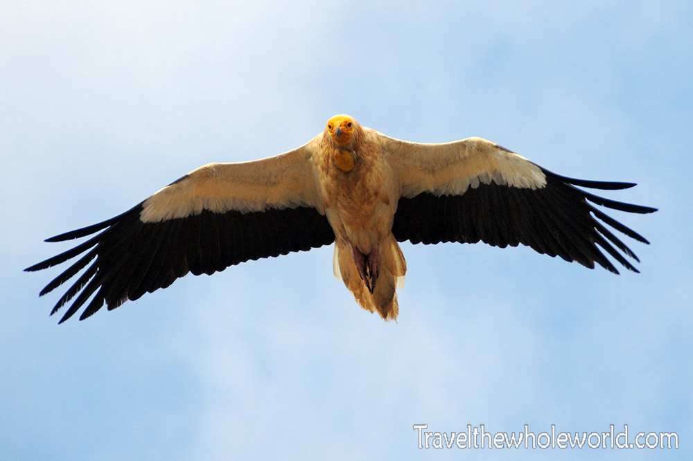 Egyptian vulture in Socotra