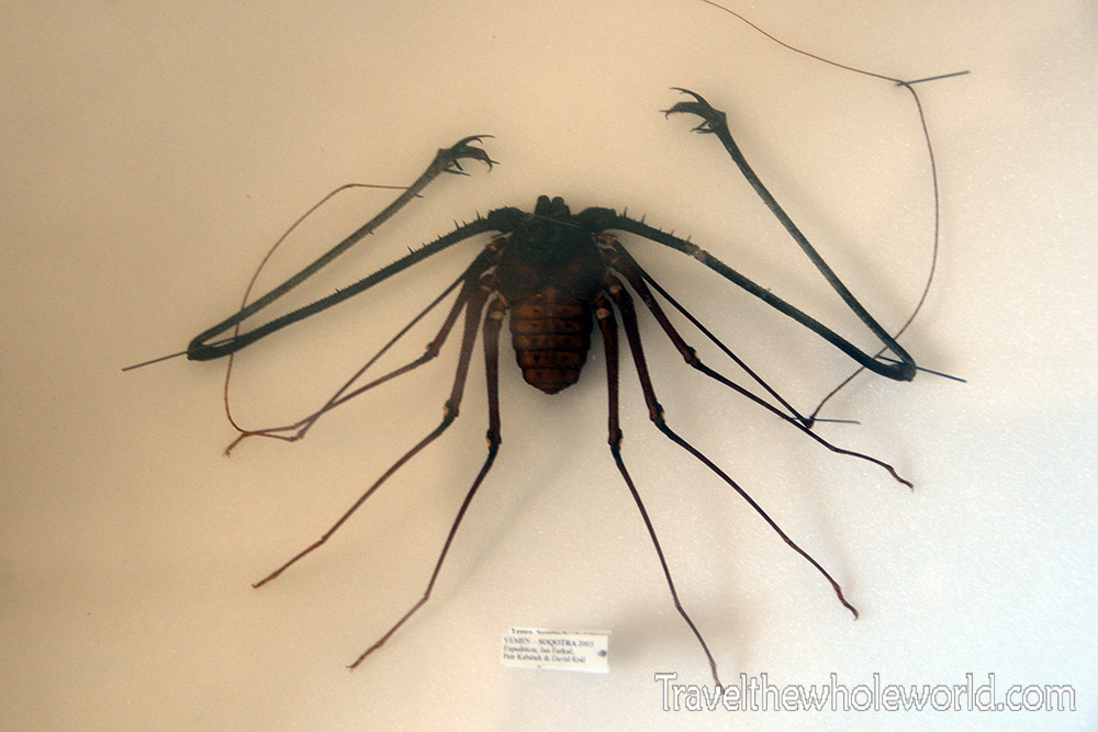 Whip scorpion in Socotra
