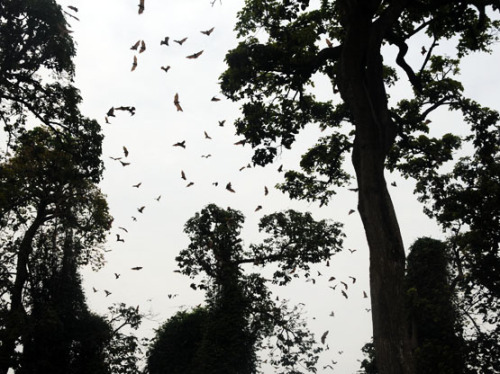 Benin Bats Flying Foxes