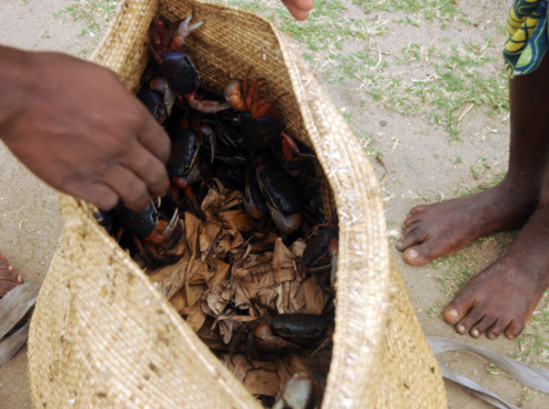 Benin Coastal Village Crabs