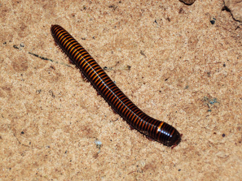 Benin Giant Millipede