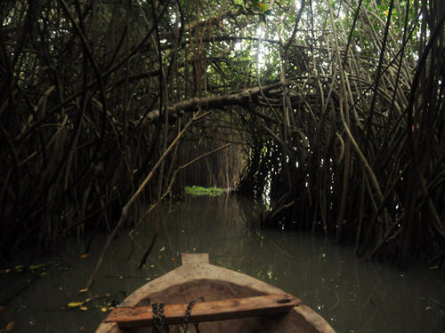 African Mangrove Ride